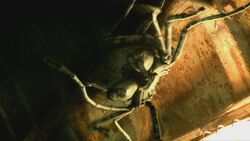 Episode1x2ArachnidesDuCarbonifère8.jpg