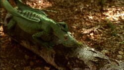 1x5RexSeCacheDesAnurognathus.jpg