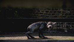 4x6HyaenodonBébé.jpg