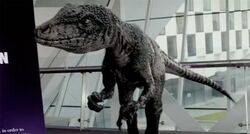 5x3Raptor.jpg