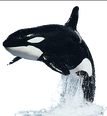 Dr. Blowhole - Orca