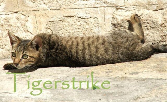 File:Tigerstrike.jpg
