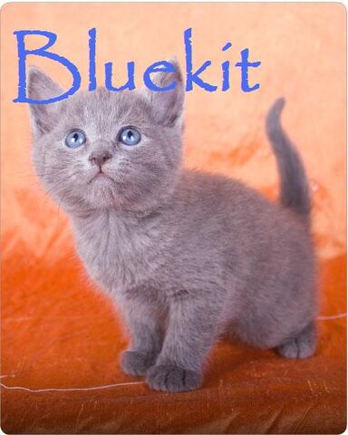 File:Bluekit.jpg