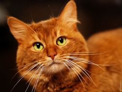 Amberwing