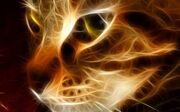 Images (24)