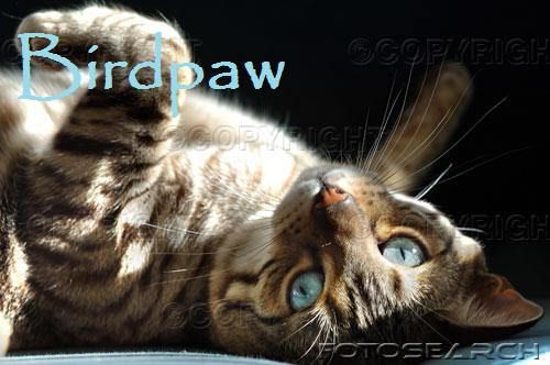 File:Birdpaw.jpg