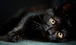 Deathpaw