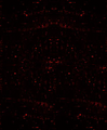 Thumbnail for version as of 10:05, February 4, 2010