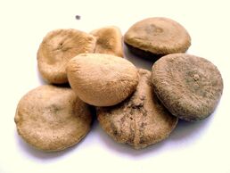 Strychnos-nux-vomica-seeds-cc0-1-0