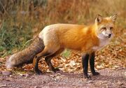 Fox-Sorro