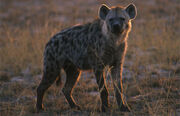 Hyena-Simba