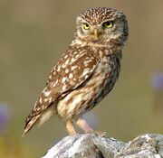 Wood Owl-Errol