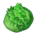 CrispyLettuce