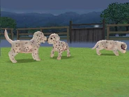 Dalmatian | Nintendogs Wiki | FANDOM powered by Wikia