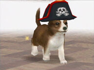 PirateShetland