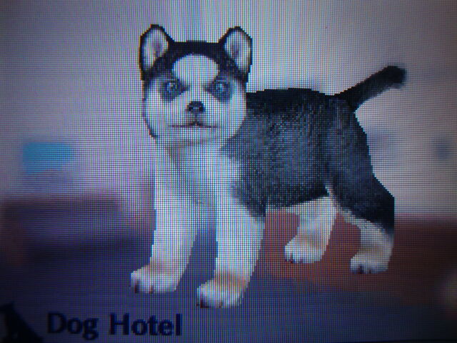 File:DarkHusky.jpg