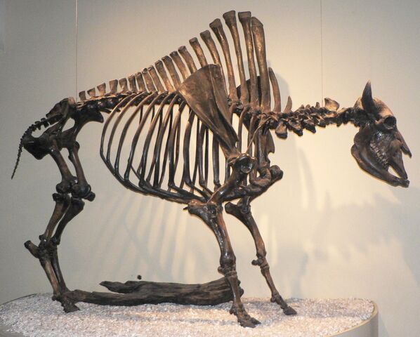 File:Bisonantiquus.jpg