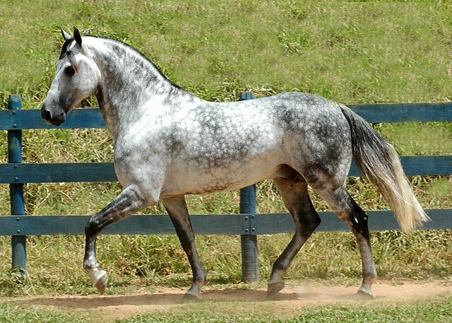 File:Mangalarga Marchador.jpg