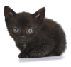 File:100px-3329304.png