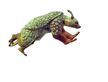 Gumulemu Cicleadvo