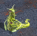 Venom Spawn