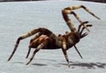 Ice Spider 1