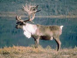 File:Reindeerkun.jpeg