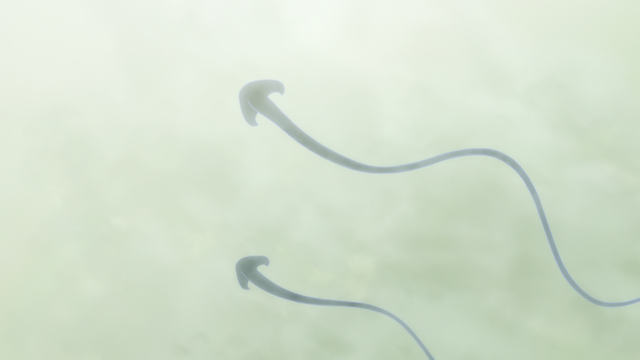Plik:Latające Ayakashi.png