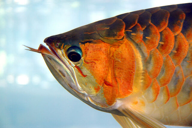 File:800px-Arowana.jpg