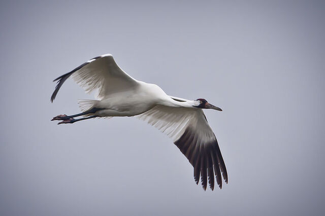 File:Whooping Crane in flight in Texas.jpg