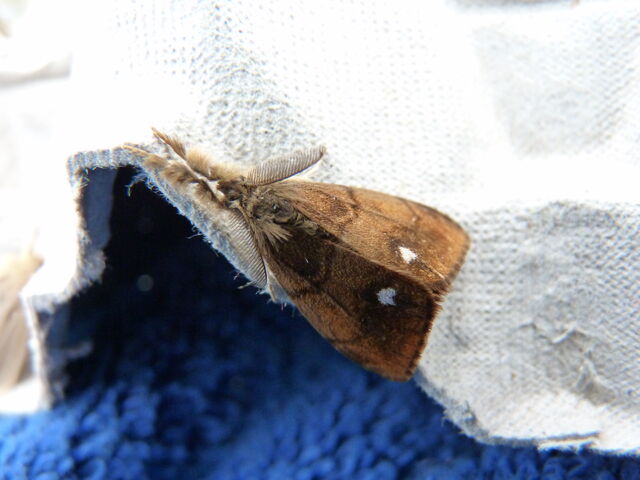 File:Orgyia antiqua - Vapourer (male).jpg