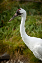 Grus americana -Calgary Zoo, Alberta, Canada -head-8a (1)