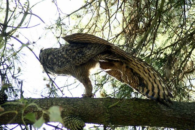 File:Great-horned-owl-stretching.jpg