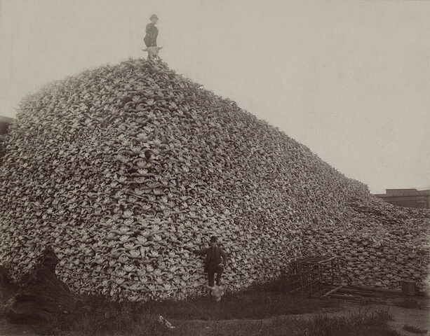 File:767px-Bison skull pile edit.jpg