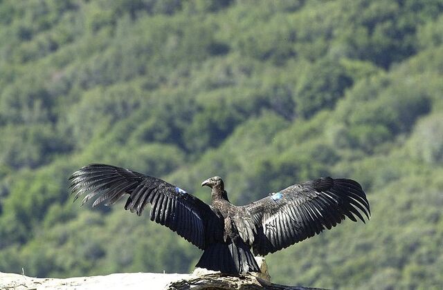 File:800px-California-condor.jpg