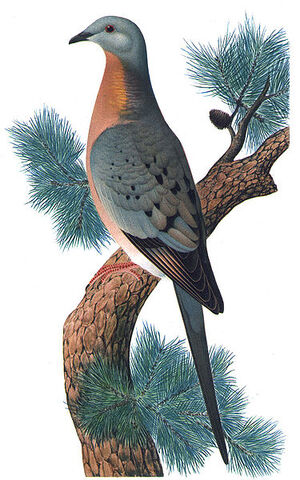 File:Ectopistes migratoriusMCN2P28CA.jpg