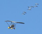 09-01-17 WhoopingCranes