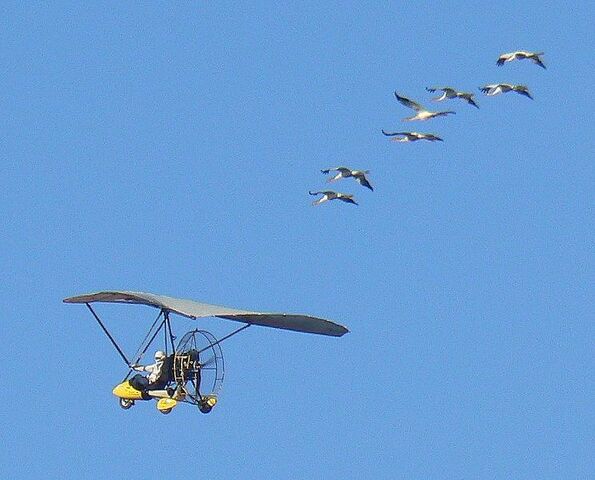 File:09-01-17 WhoopingCranes.jpg