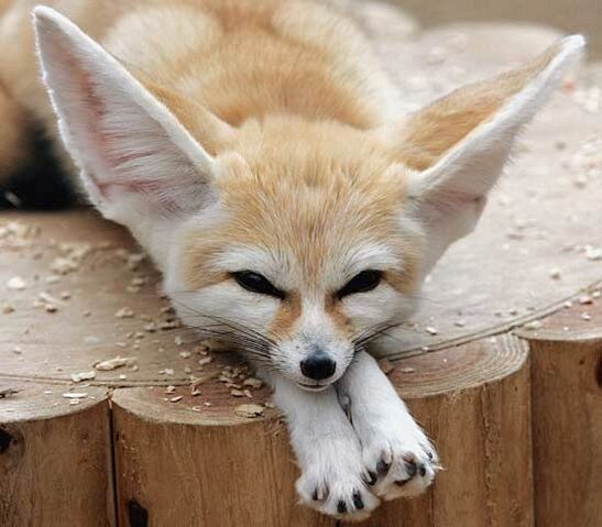 Fichier:Fennec Fox.jpg