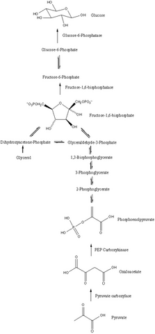 Slika:300px-Gluconeogenesis.png