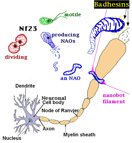 File:NAOP.png