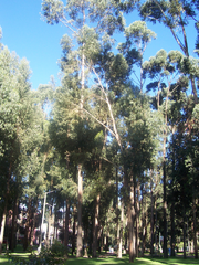 Eucalyptus trees