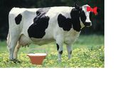 Linda the Cow