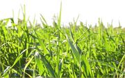 Why-grass