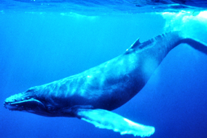 Humpback whale