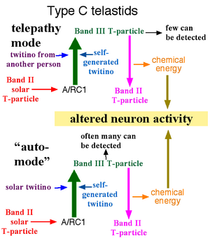 Type C telastid diagram 2