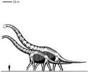 Sauroposeidon