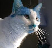 Blue and white cat