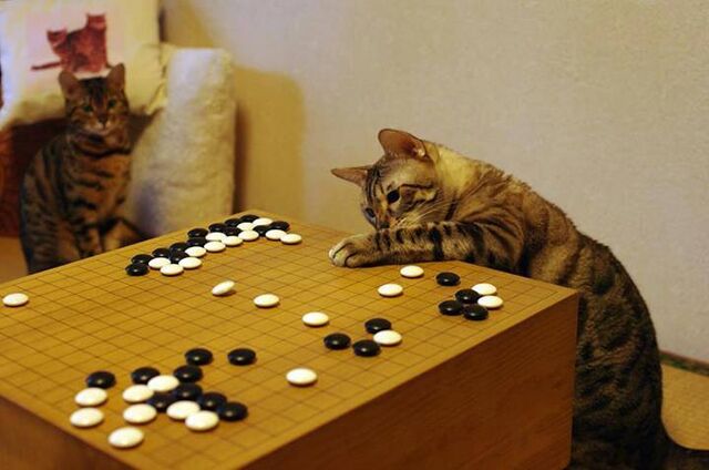 File:Go-cat-2.jpg