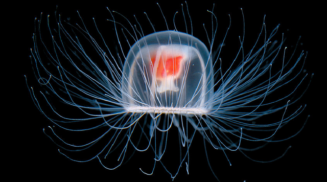 File:The Immortal Jellyfish.png